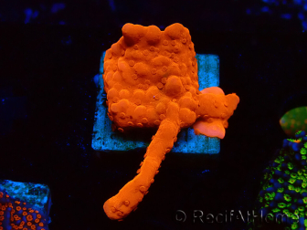 WYSIWYG Montipora Setosa 11A6