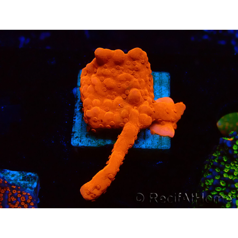 WYSIWYG Montipora Setosa Green Grafted
