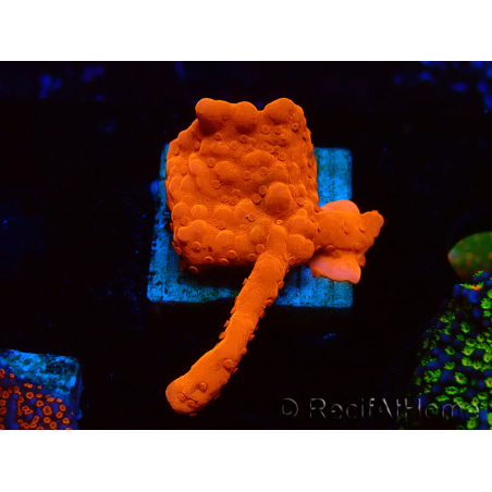 WYSIWYG Montipora Setosa Green Grafted