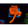 WYSIWYG Montipora Setosa Green Grafted