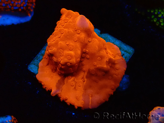 WYSIWYG Montipora Setosa 11A7