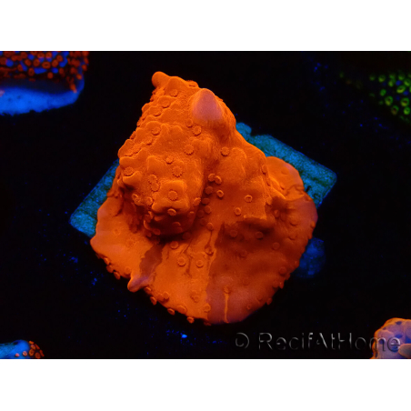 WYSIWYG Montipora Setosa Purple Grafted