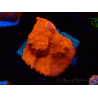 WYSIWYG Montipora Setosa Purple Grafted