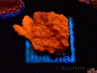 WYSIWYG Montipora Setosa Purple Grafted 11A8