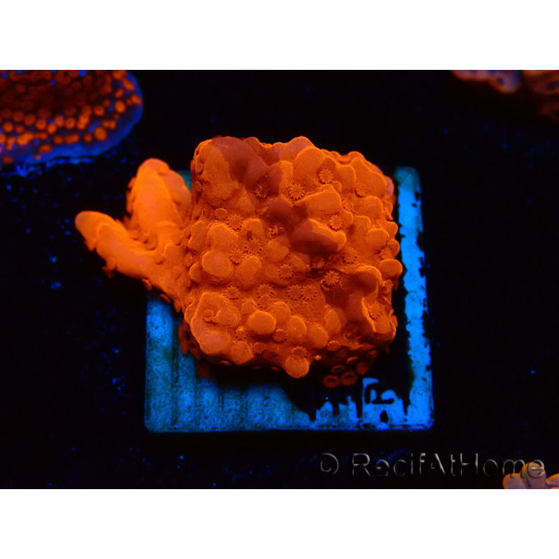 WYSIWYG Montipora Setosa