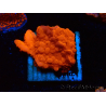 WYSIWYG Montipora Setosa Purple Grafted 11A8