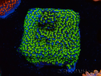 WYSIWYG Montipora tuberculosa Ultraman 11B1