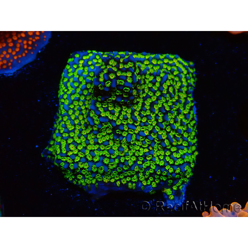 WYSIWYG Montipora Ultraman