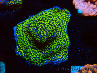WYSIWYG Montipora Ultraman