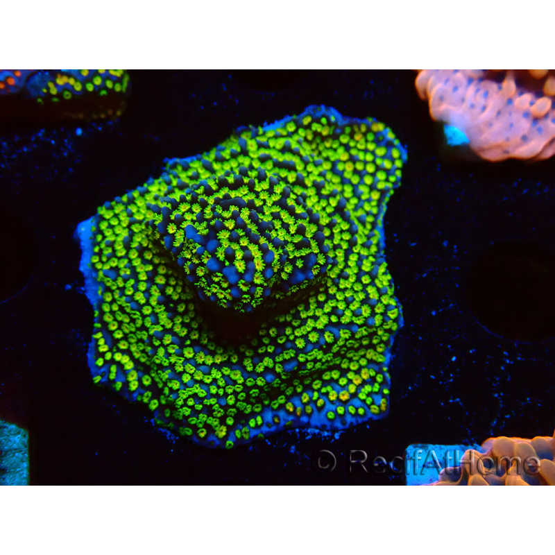 WYSIWYG Montipora Ultraman
