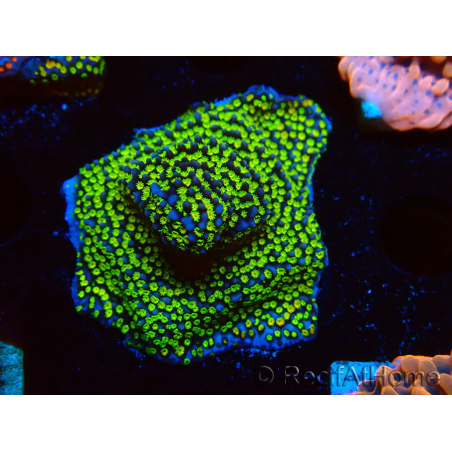 WYSIWYG Montipora Ultraman