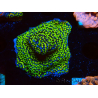 WYSIWYG Montipora Ultraman