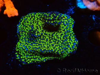 WYSIWYG Montipora ultraman