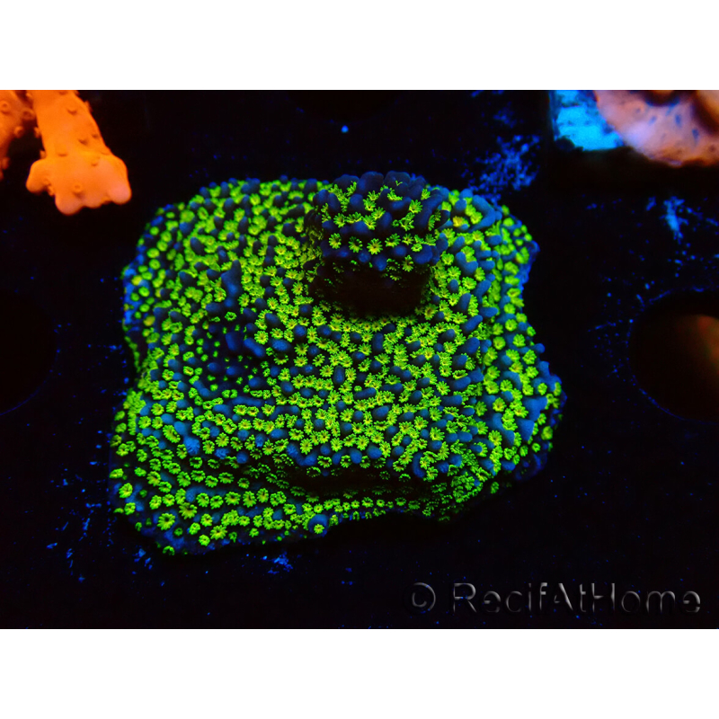 WYSIWYG Montipora ultraman
