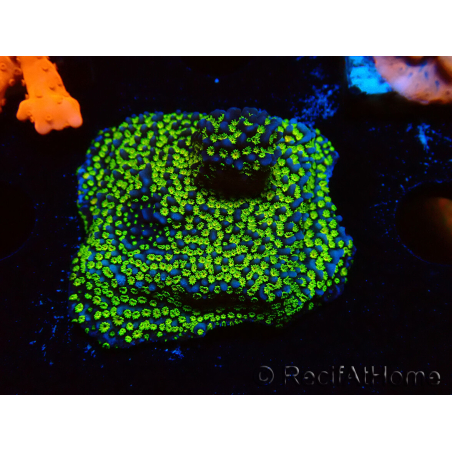 WYSIWYG Montipora ultraman