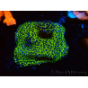 WYSIWYG Montipora ultraman