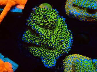 WYSIWYG Montipora Ultraman