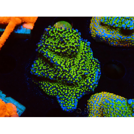 WYSIWYG Montipora Ultraman