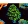 WYSIWYG Montipora Ultraman