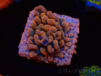 WYSIWYG JF Montipora Altered Ego 11B5