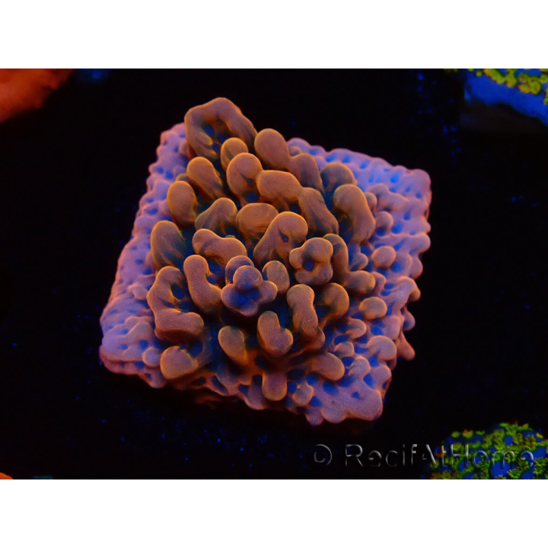 WYSIWYG JF Montipora Altered Ego 11B5