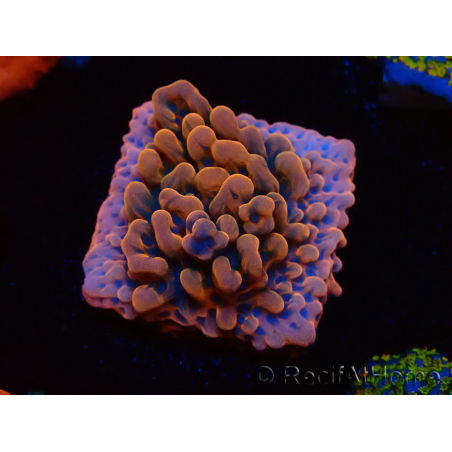 WYSIWYG JF Montipora Altered Ego