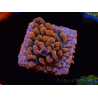 WYSIWYG JF Montipora Altered Ego