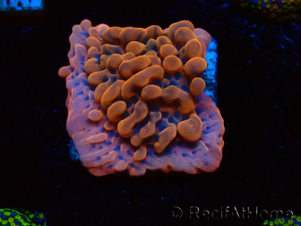 WYSIWYG JF Montipora Altered Ego