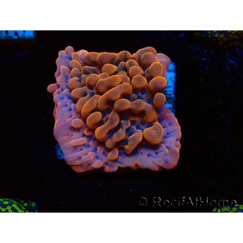 WYSIWYG JF Montipora Altered Ego 11B6