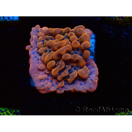 WYSIWYG JF Montipora Altered Ego