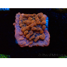 WYSIWYG JF Montipora Altered Ego 11B6