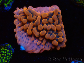 WYSIWYG JF Montipora Altered Ego