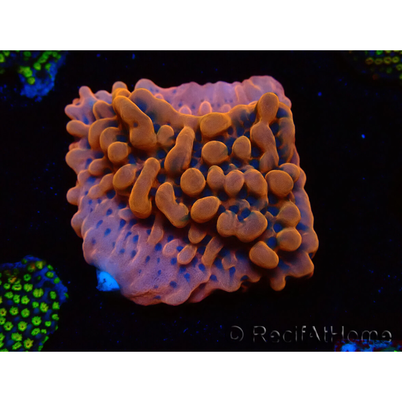 WYSIWYG JF Montipora Altered Ego