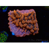 WYSIWYG JF Montipora Altered Ego
