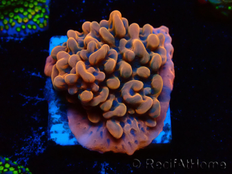 WYSIWYG JF Montipora Altered Ego