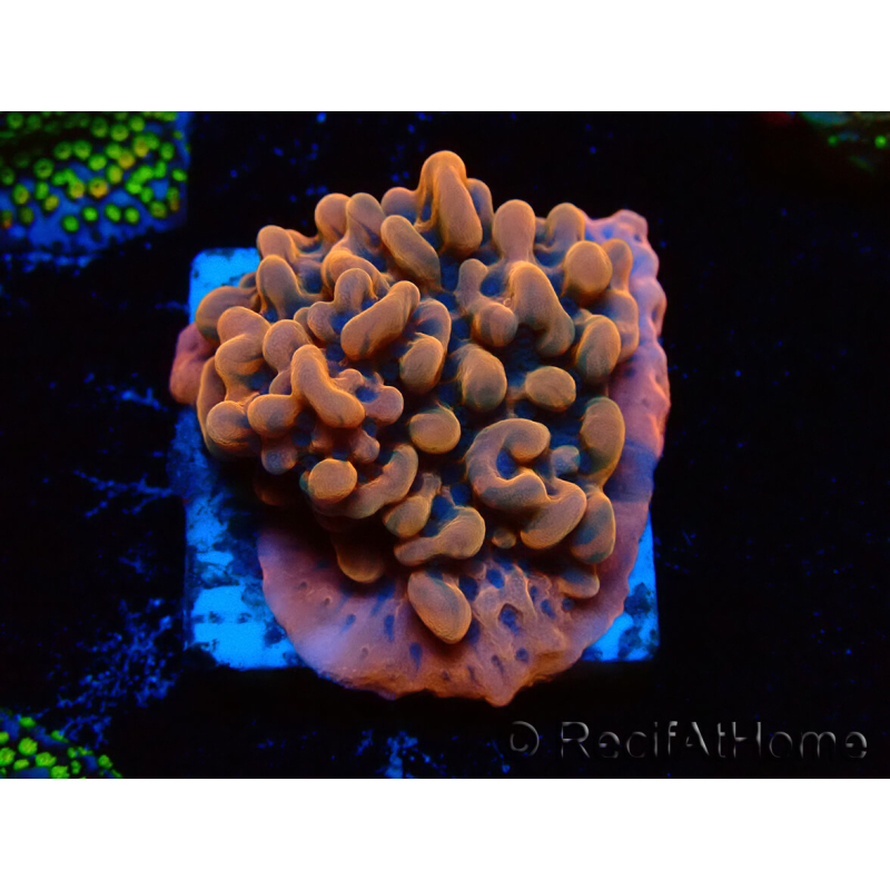 WYSIWYG JF Montipora Altered Ego 11B8