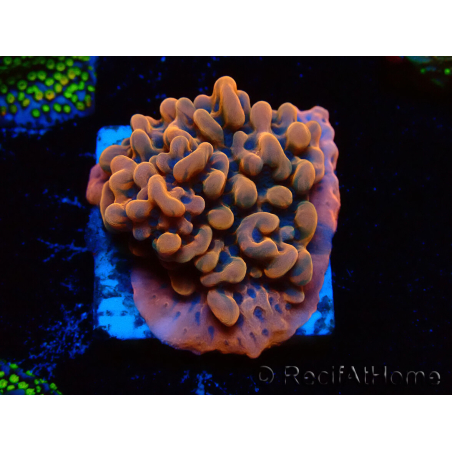 WYSIWYG JF Montipora Altered Ego