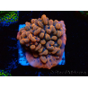 WYSIWYG JF Montipora Altered Ego