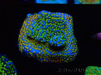 WYSIWYG Montipora Rainbow 11C1