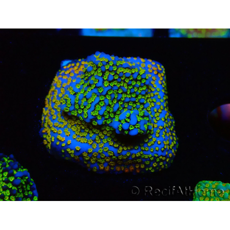 WYSIWYG Montipora Rainbow 11C1