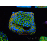 WYSIWYG Montipora Rainbow 11C1