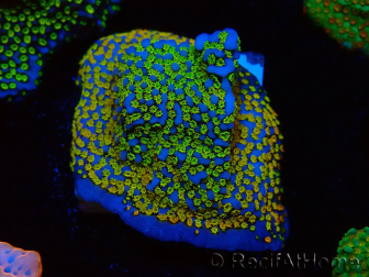 WYSIWYG Montipora Rainbow