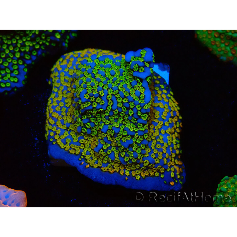 WYSIWYG Montipora Rainbow