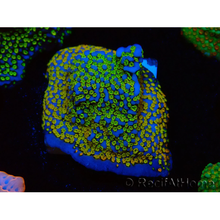WYSIWYG Montipora Rainbow 11C2