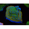 WYSIWYG Montipora Rainbow 11C2