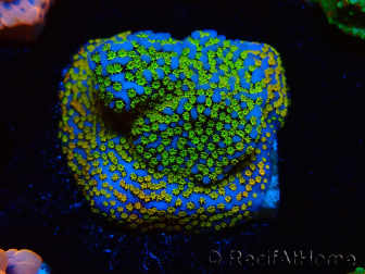 WYSIWYG Montipora Rainbow
