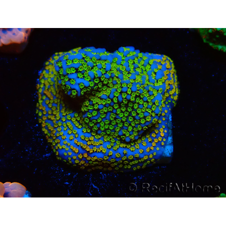 WYSIWYG Montipora Rainbow