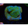 WYSIWYG Montipora Rainbow