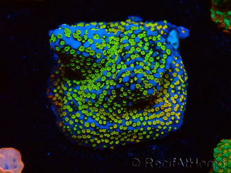 WYSIWYG Montipora Rainbow
