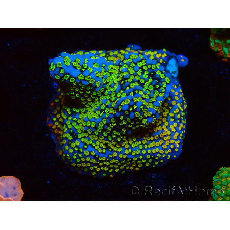 WYSIWYG Montipora Rainbow
